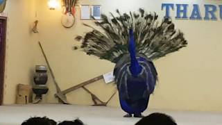 Tharu cultural peacock dance in sauraha chitwan