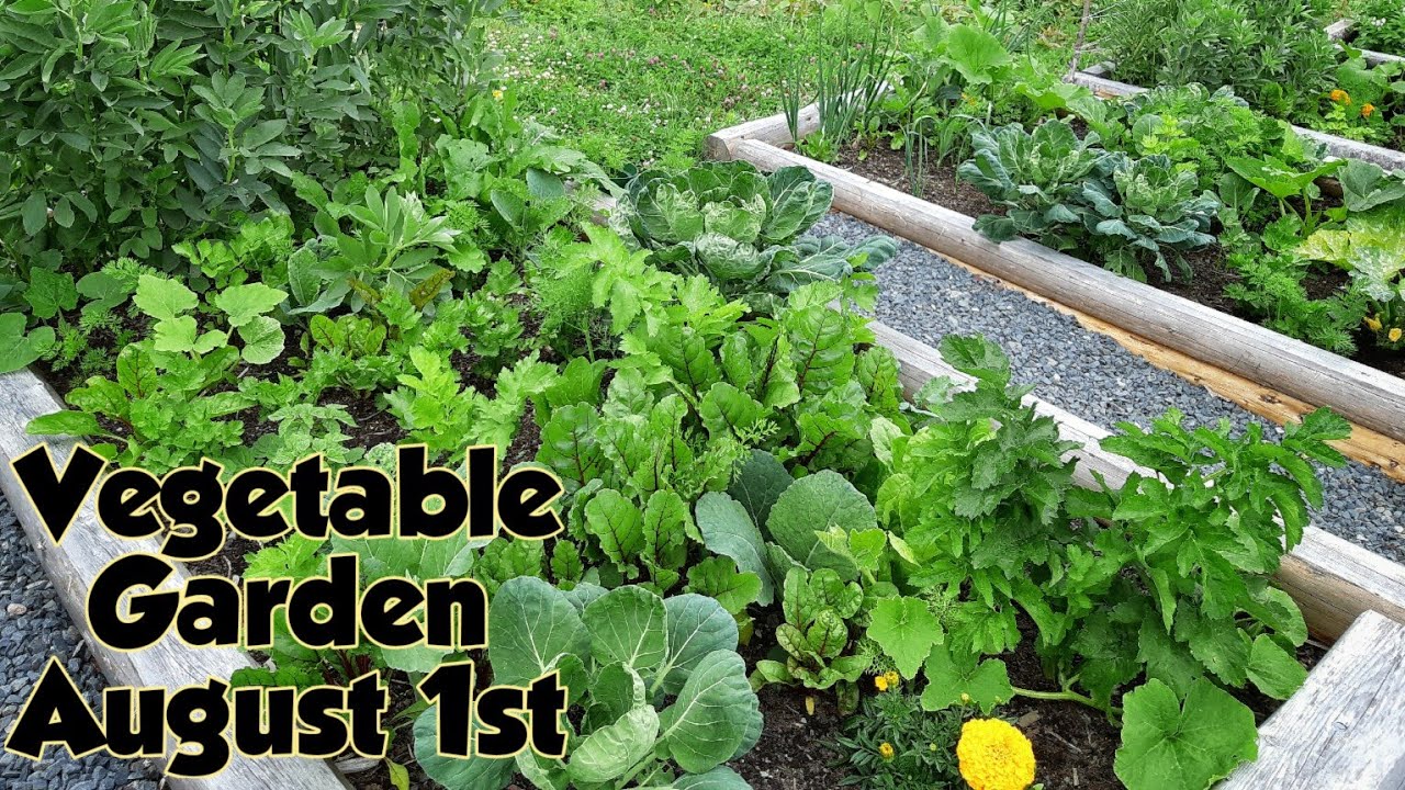 Vegetable garden at August 1st / Newfoundland YouTube