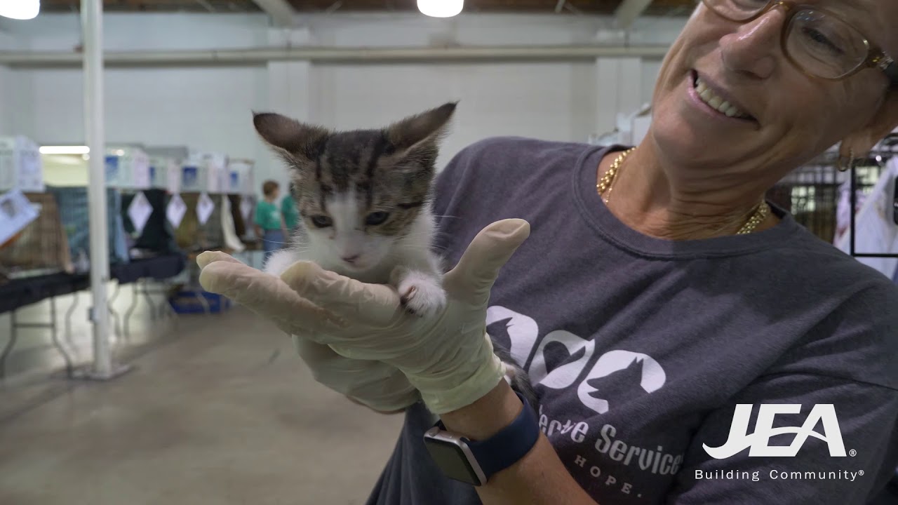 JEA Community Minute  No More Homeless Pets