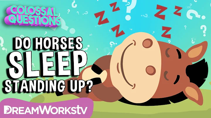 Why Do Horses Sleep Standing Up? | Spirit Riding Free presents COLOSSAL QUESTIONS - DayDayNews