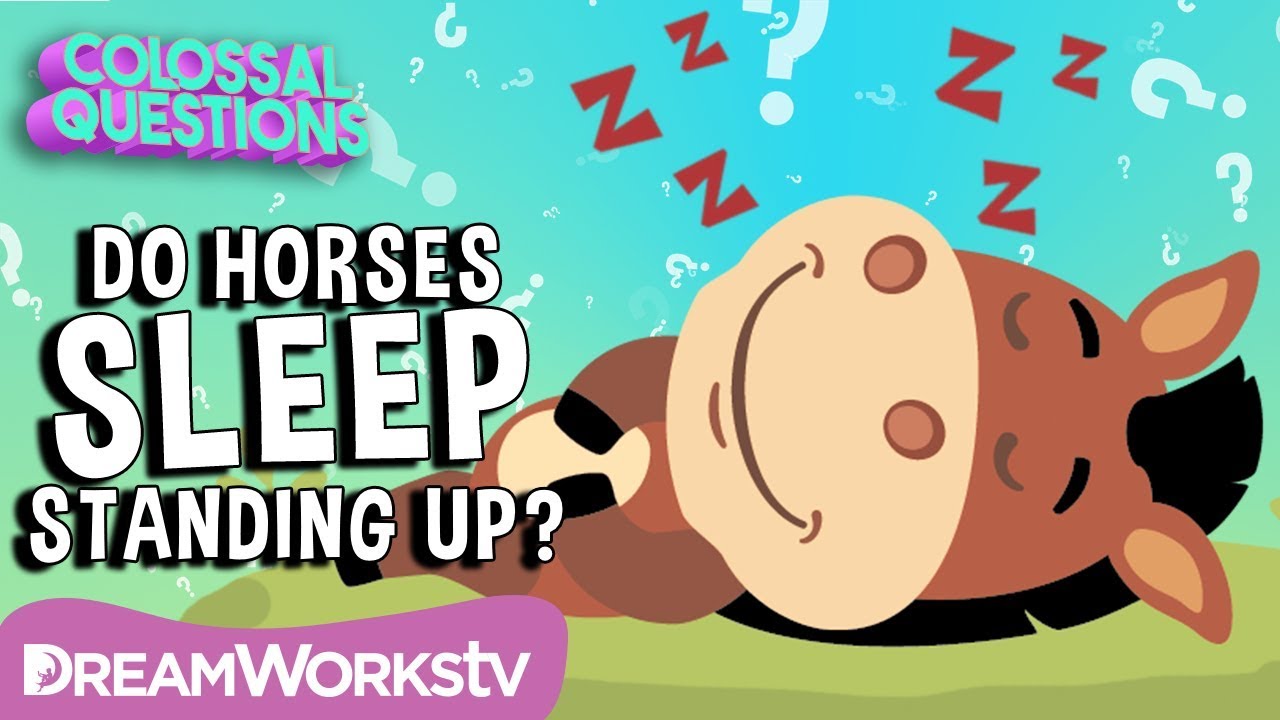 dreamworks super star kartz Why Do Horses Sleep Standing Up? | Spirit Riding Free presents COLOSSAL QUESTIONS