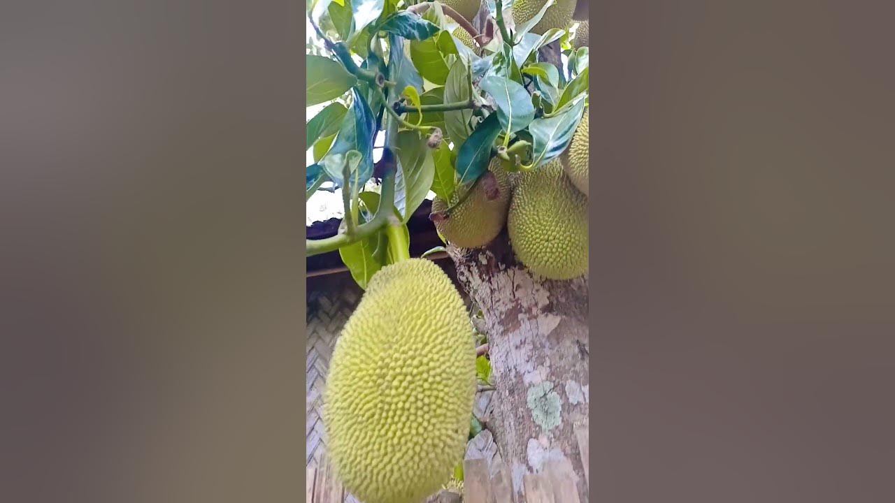 jackfruit YouTube