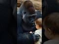 “Gentle Giant Meets a Baby 🦍👶 | A Pure Moment of Trust ❤️” #Gorilla #HumanConnection 🦍👶