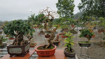 SH.2139.Anh ấy giới thiệu Cây Chuỗi Ngọc mà tôi thật ngỡ ngàng với Chuỗi Ngọc tại CLB.TP. Phú thọ