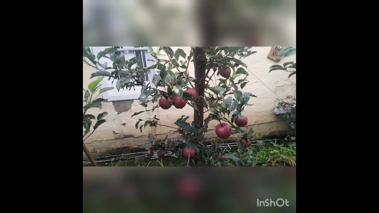 T rex gala fruit quality elevation of 7000 feet 2nd year plant