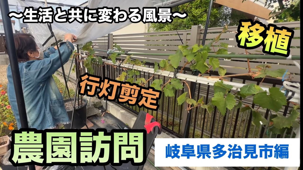農園訪問(岐阜県多治見市編)〜地植えの移植&鉢植えの剪定〜