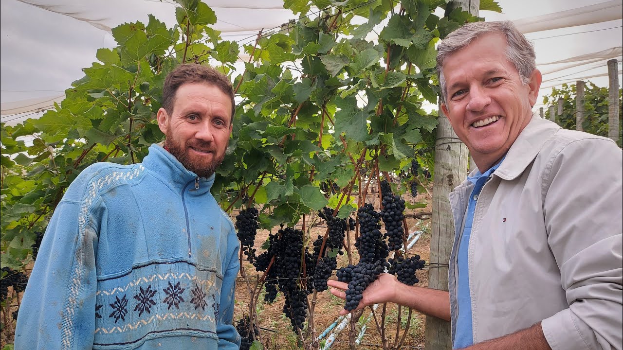 Como Produzir Uvas Finas para Vinhos Especiais? Sr. Levi Loretti dá Aula Neste Vídeo.