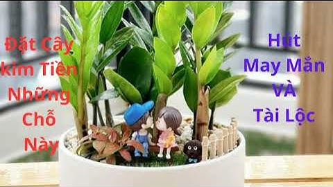#Đặt cây Kim Tiền đúng chỗ, HÚT MAY MẮN, TÀI lỘC, TẤN TÀI TẤN LỘC, ĐẠI CÁT ĐẠI LỢI