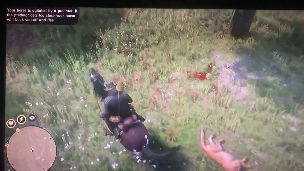 Rdr2 How to get a Perfect Cougar Pelt & Volatile Fire Bottle Pamphlet 