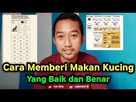 Video: 3 Cara Memberi Makan Kucing dengan Kanser