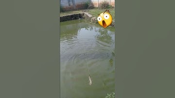 Spot mancing ikan nya bikin kaget.. 😲😲 #shorts #youtubeshorts #mancing