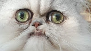 The Complete Story Of Wilfred The Cat (5 Ugly Cat Videos)
