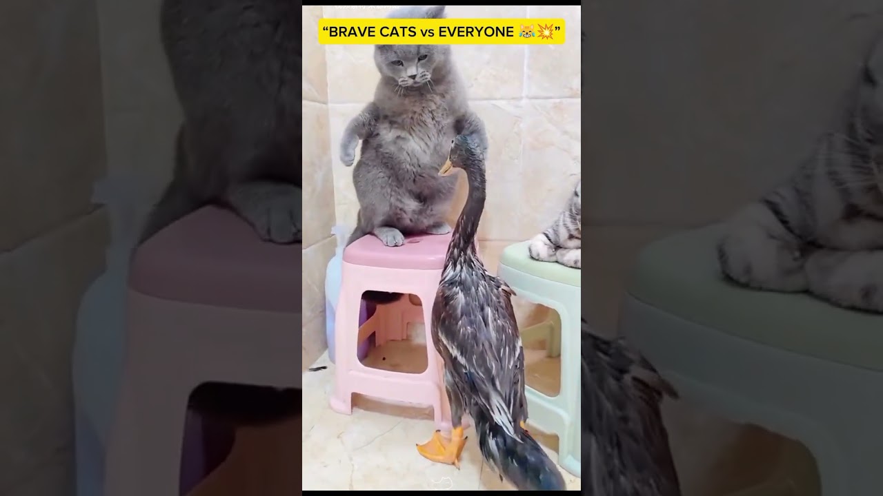 “Brave cats on duty! 😼💥When you think they’re cute… then they start fighting like warriors!”