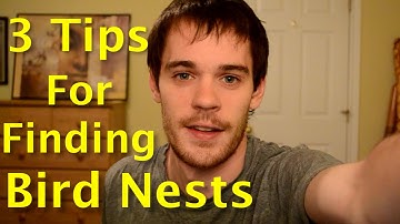 3 Tips For Finding Bird Nests