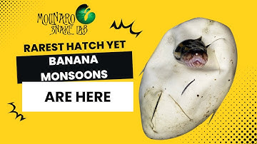 Hatching Rare Banana Monsoon Ball Pythons!