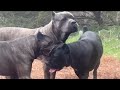 Cane corso alpha dog prevents dog fight