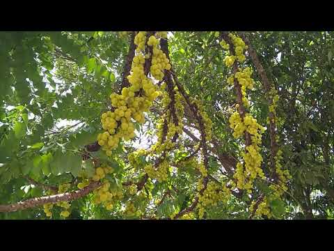 Vídeo: Os 8 Principais Benefícios De Comer Groselha Indiana (Amla)