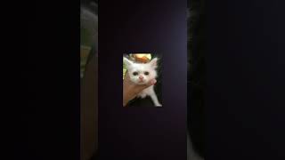 IMUTT BANGERT SIHH #fypシ゚viral #cat #fypシ #funny
