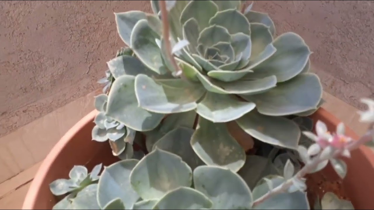 نباتات عصاريه/نباتات الزينه/نباتات داخلية/نباتات مزهرة/نباتات تتحمل قسوة المناخ