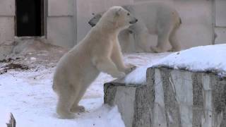 声が気になるホッキョクグマ~Polar Bear surprised at the cry of sun bears