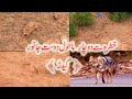 Jackal an Environment Friendly Animal is in Danger | Wildlife of Potohar @ExplorePotohar
