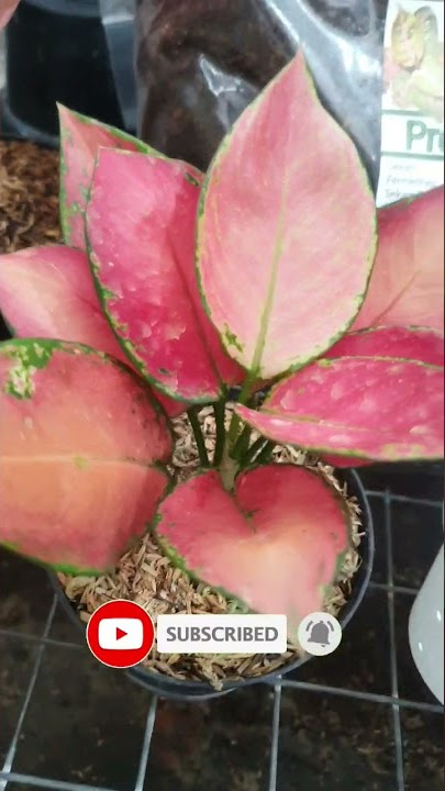 Aglaonema Red Garuda #aglaonema #aglonema #kolongdaun