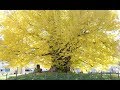 樹齢800年 古町の大銀杏    眼をとじて かぐや姫