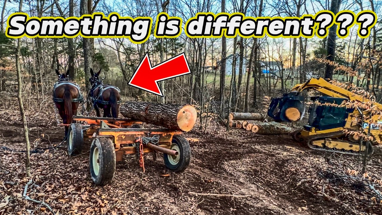 Young LOGGING MULES are always TRAINING!! #307 #mules #horse #logging #horselogging 