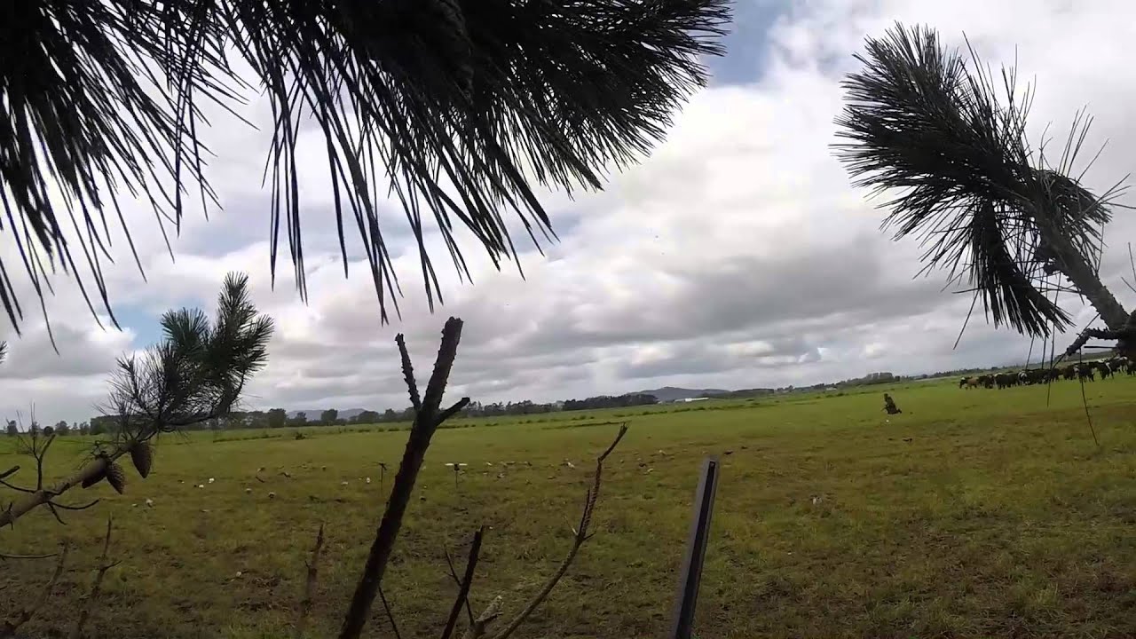 waikato pigeon shoot