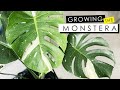 MONSTERA DELICIOSA CARE - GROW WITHOUT SOIL, FERTILIZER, & DEALING WITH ROOT ROT