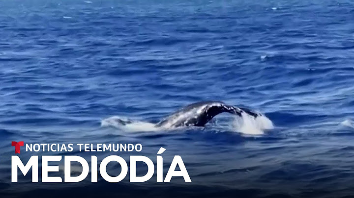 Video del Día: Un padre y su hijo captan a una ballena en playas de Florida | Noticias Telemundo