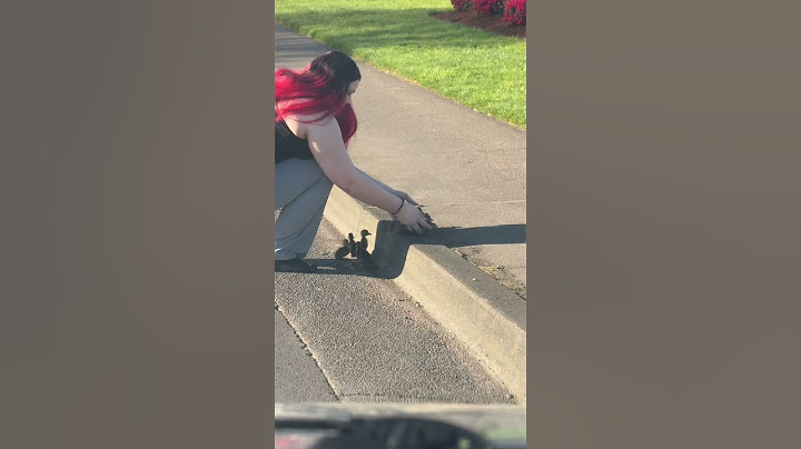 Woman rescues baby ducks from the street!