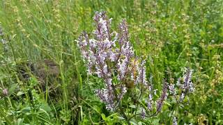 Котовник Венгерский Nepeta pannonica Котовник Венгерский Nepeta pannonica