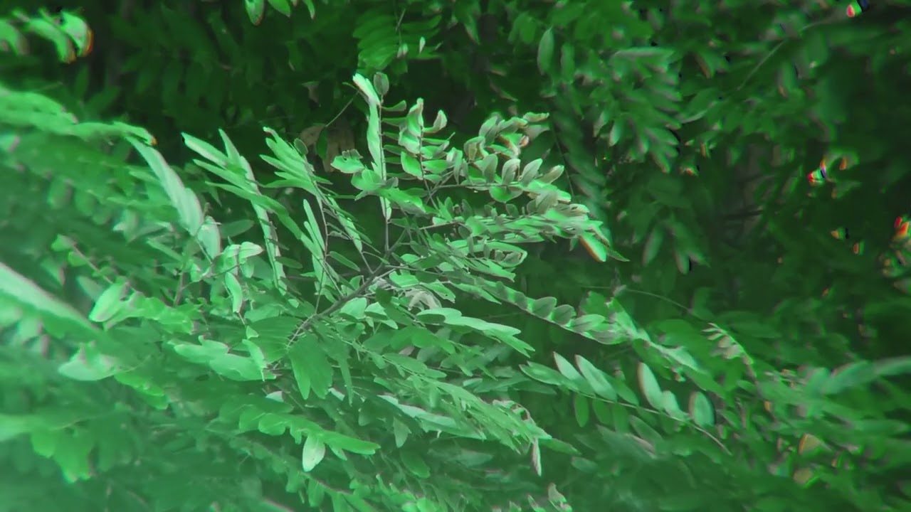 When Your Heart Is Tired, Listen to the Forest