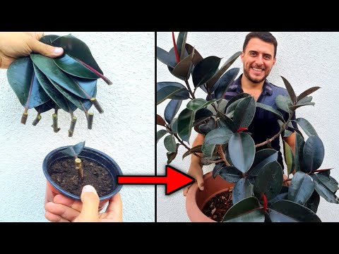 فيديو: نباتات الأشجار المطاطية الخارجية - هل يمكنك زراعة نباتات المطاط بالخارج