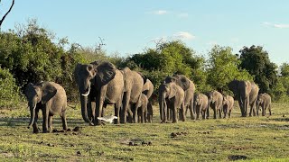 Botswana | Chobe Big 5 Safari Lodge