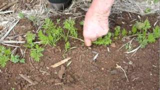 How to grow great carrots.