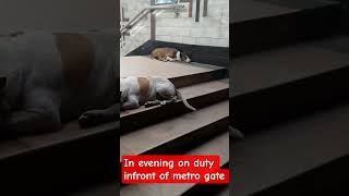 In evening on duty infront of metro gate#efficent#trending#God blessings.