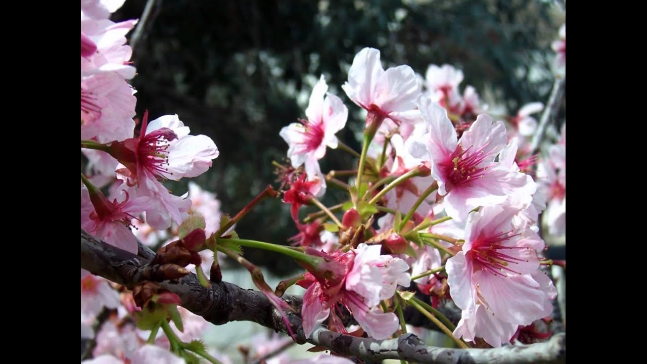 A Little More Like Thee - Mindy Gledhill