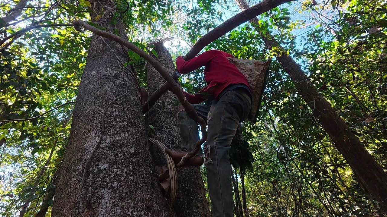 ตีผึ้งป่ากับพรานเคน//ຕີເຜິ້ງປ່າ Hieng บ่าวเฮียง คนหากิน