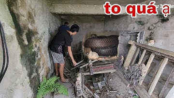 Cuộc Gọi Khẩn Cấp Của Người Dân Bắt Gặp Cặp Rắn Hổ Mang khổng Lồ Ở Nghĩa Trang