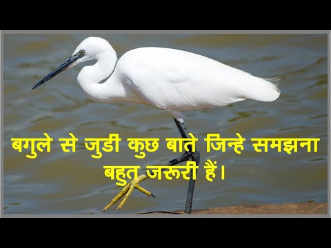 वीडियो: बगुले कहाँ सोते हैं?