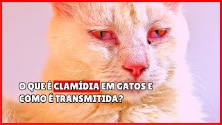 O que é clamídia em gatos e como é transmitida? Descubra!