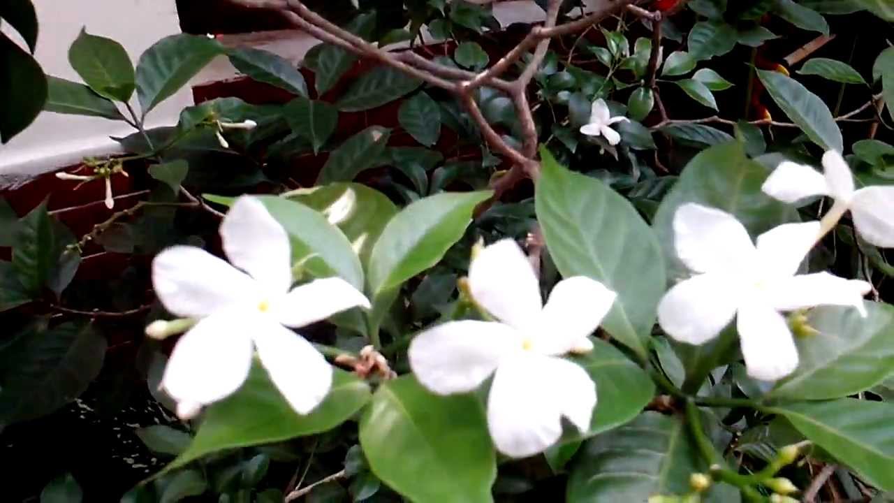 K-Touch W686 Sample video