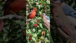 Bird Watching