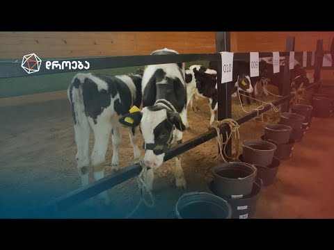 ყველაზე ლამაზები და მეწველები