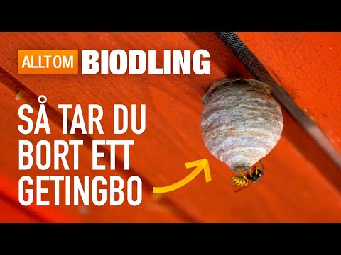 Video: Stödar malkulor bort myggor?