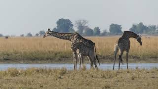 Botswana - Chobe River  - Girafes