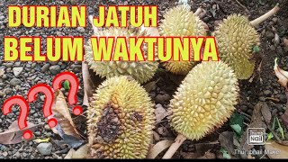 Banyak Durian Jatuh belum waktunya?