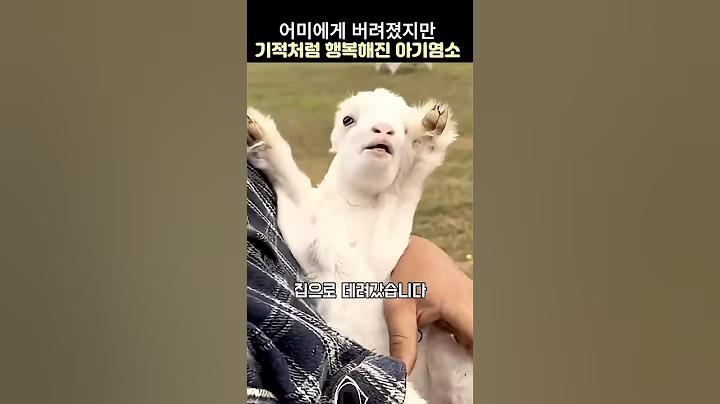 어미에게 버려졌지만 진짜 가족만난 아기염소#아기염소구조#감동스토리#동물감동구조
